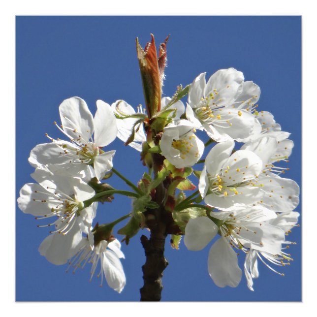 Impression Photo Bloom du printemps blanc (Devant)