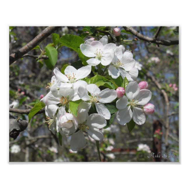 Impression Photo Blossements d'arbre de pomme de crabe (Devant)