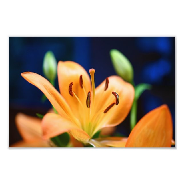 Impression Photo Blossom orange Lilly (Devant)