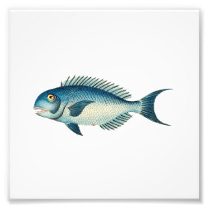 Impression Photo Blue Fish Beach Nautique Salle de bain de mer