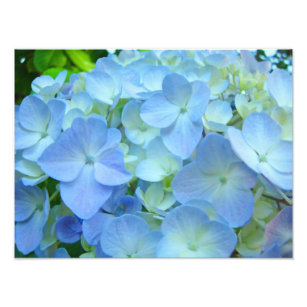Impression Photo Blue Floral Hydrangeas Fleurs imprimés d'art