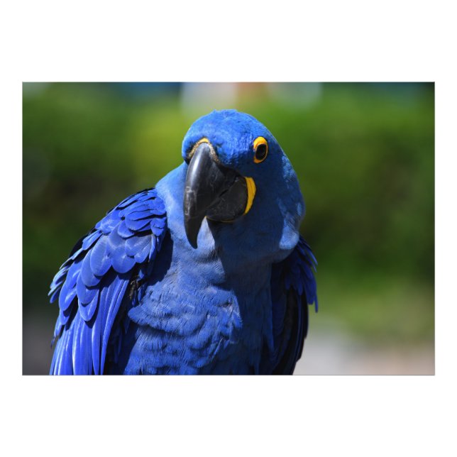 Impression Photo Blue Hyacinth Macaw (Devant)