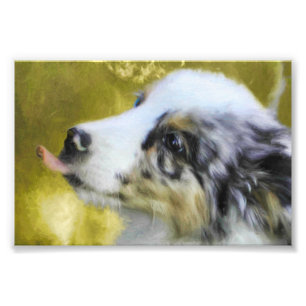 Impression Photo Blue Merle Australian Shepherd chiot 2