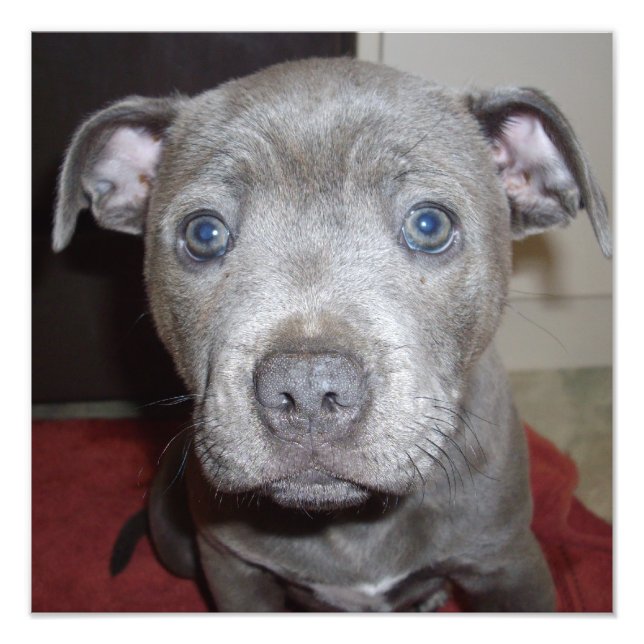 Impression Photo Blue Staffordshire Bull Terrier Puppy (Devant)