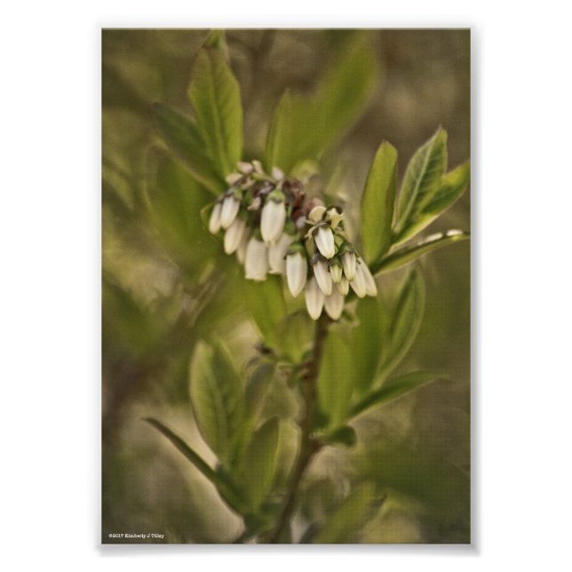 Impression Photo Blueberry 585 (Devant)