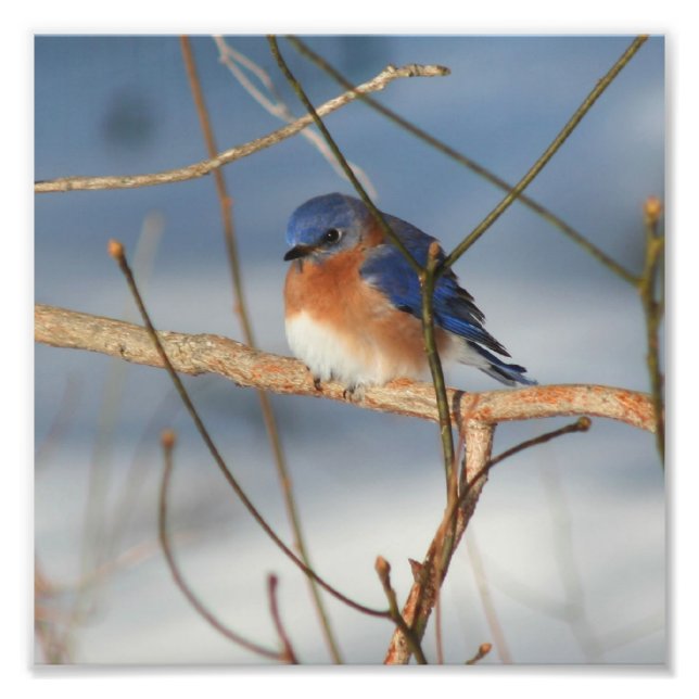 Impression Photo Bluebird 8x8 (Devant)
