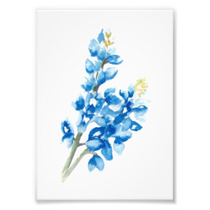 Impression Photo Bluebonnet 4
