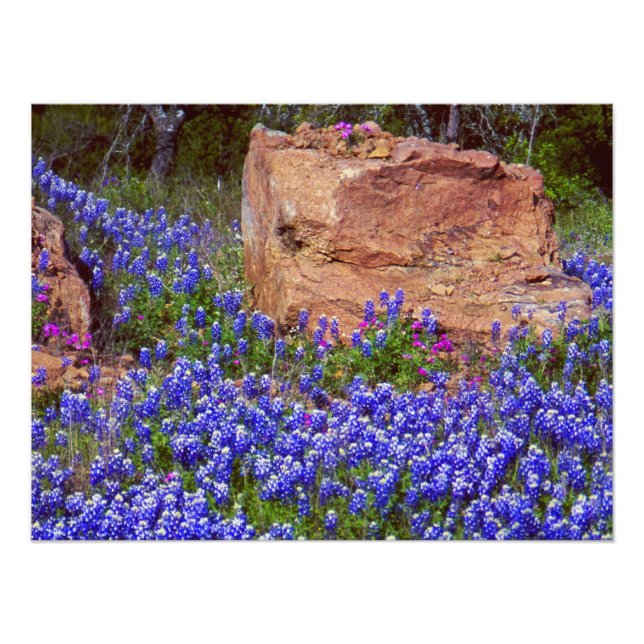Impression Photo Bluebonnet Rock #2 (Devant)