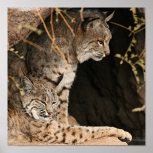 Impression photo Bobcat