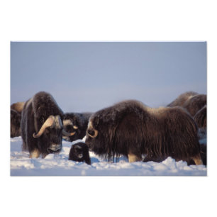 Impression Photo bœuf musqué, Ovibos moschatus, taureau et vache