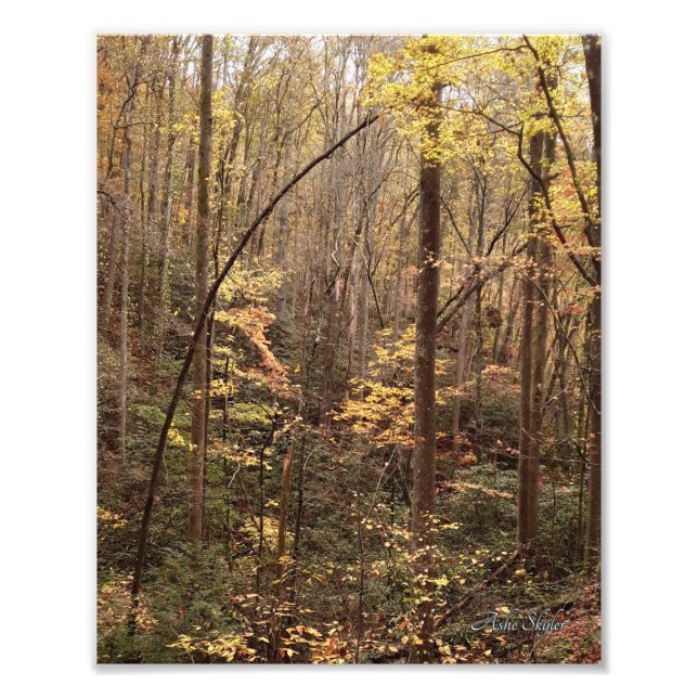 Impression Photo Bois d'automne (Devant)