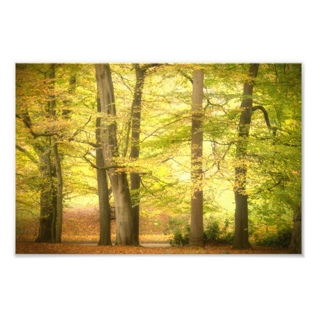 Impression Photo Bois d'automne (4391)  (Devant)