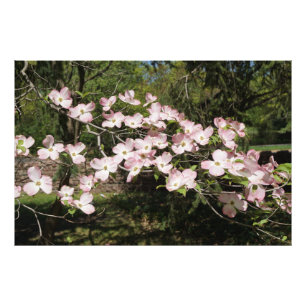 Impression Photo Bois de chien rose de 36 po x 24 po