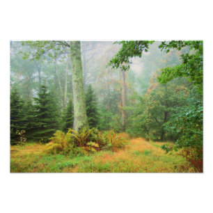 Impression Photo Bois de conte de fées