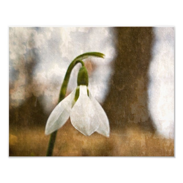 Impression Photo Bois de Snowdrop (Devant)
