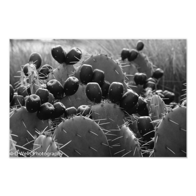 Impression Photo Bonbons de cactus (Devant)