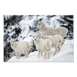 Impression Photo Bonne famille de moutons