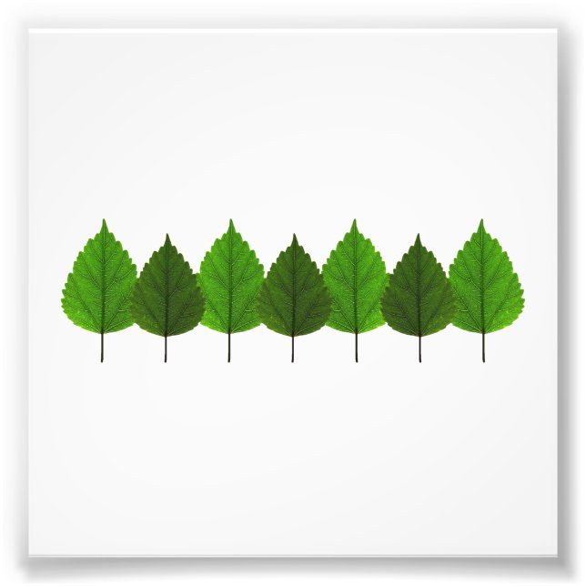 Impression Photo Bonne forêt de feuilles d'arbre vert (Devant)