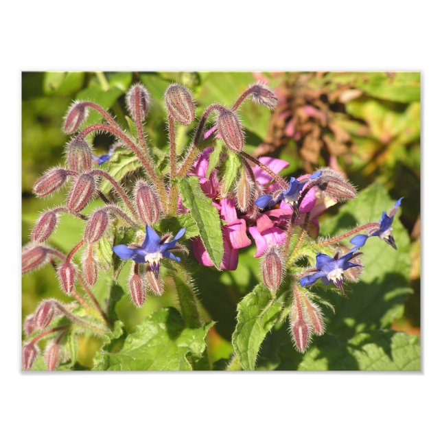 Impression Photo Borage (Borago officinalis) (Devant)