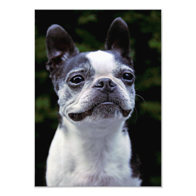 Impression Photo Boston Terrier, couleur, (Devant)