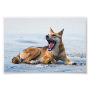 Impression Photo Bouche de Dingo large, île Fraser Australie