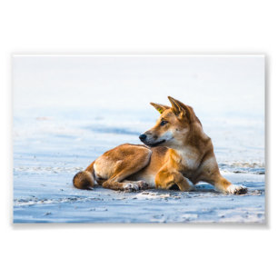 Impression Photo Bouche de Dingo sur la plage, Fraser Island Austra