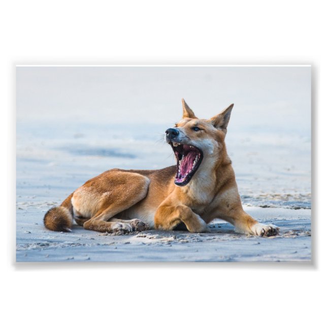Impression Photo Bouche Dingo ouverte large, Fraser Island Australi (Devant)