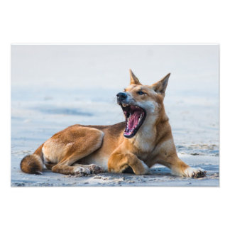 Impression Photo Bouche Dingo ouverte large, Fraser Island Australi