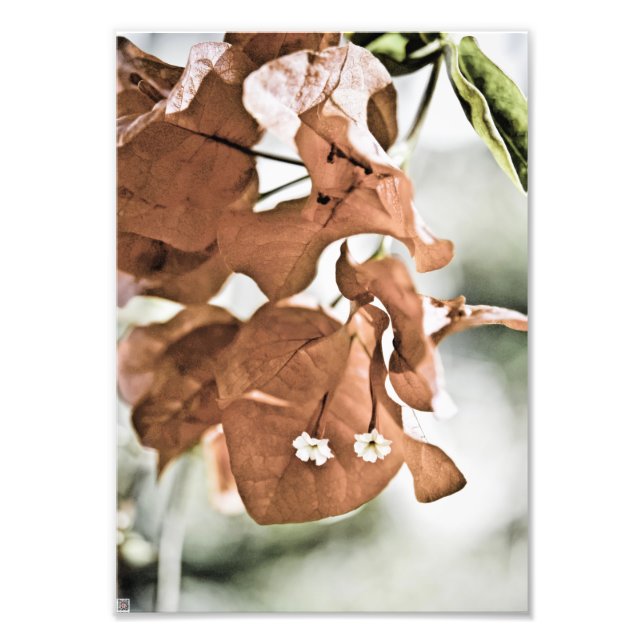 Impression Photo Bougainvillée rouge (Devant)