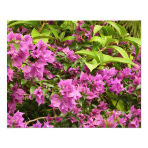 Impression Photo Bougainvillées tropicales violettes