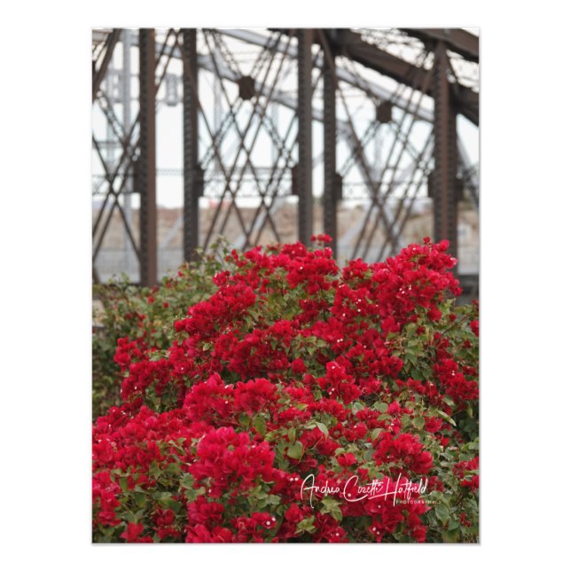 Impression Photo Bougainvilliers & Pont Océan à Ocean (Devant)