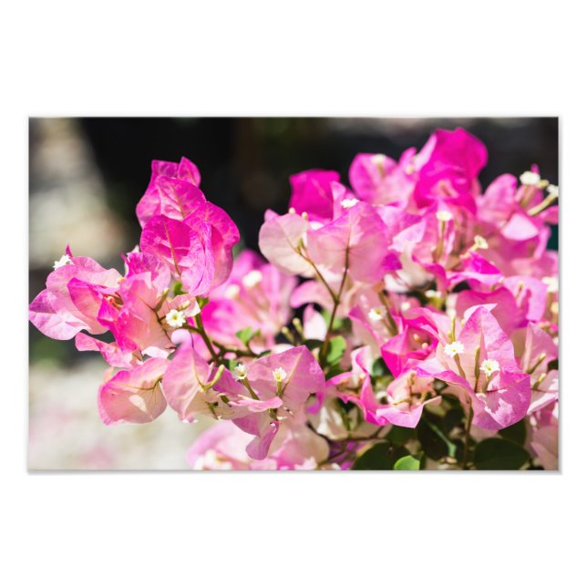 Impression Photo Bougainvilliers roses et blancs (Devant)