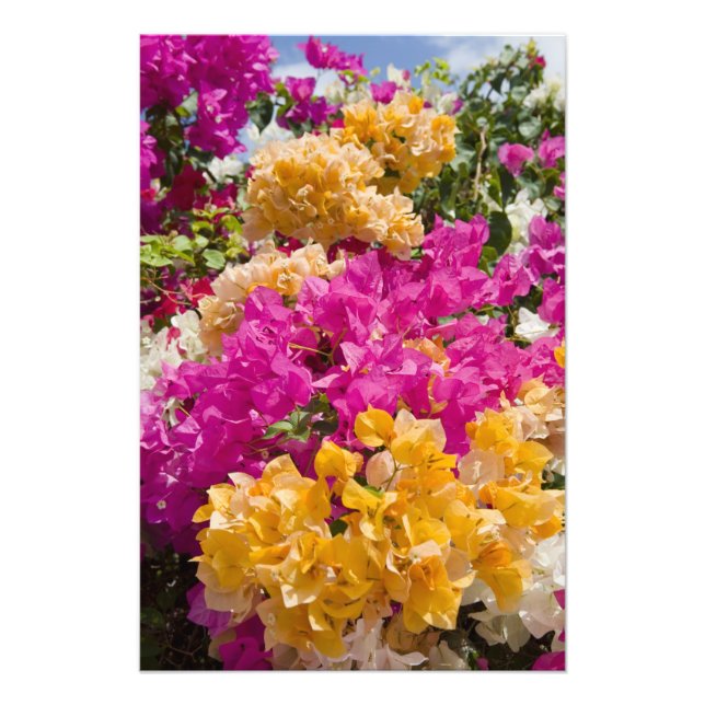 Impression Photo Bouganvilleau, Cayman Brac, îles Caïmans (Devant)