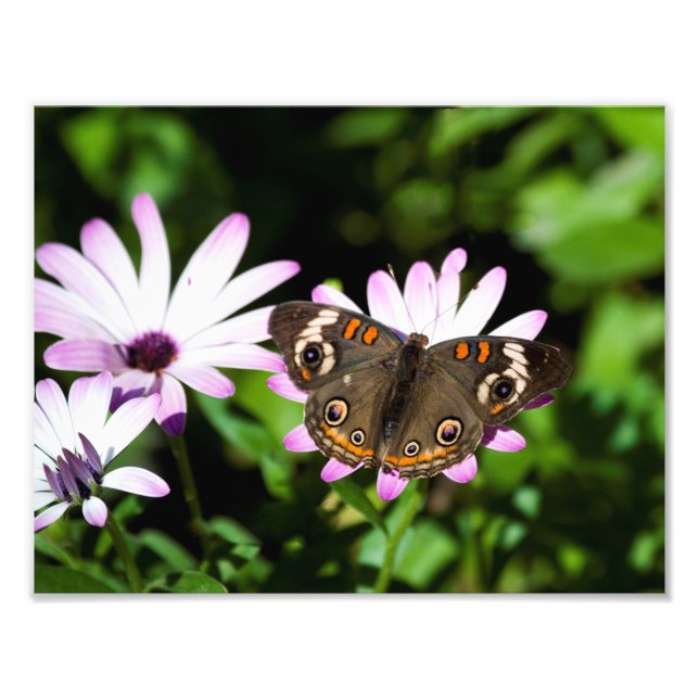 Impression Photo Boukeye papillon sur les fleurs violettes (Devant)