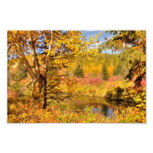 Impression Photo Bouleau d'automne