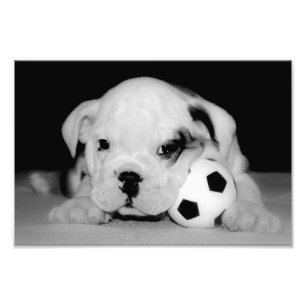 Impression Photo Bouledogue anglais "de chiot du football"