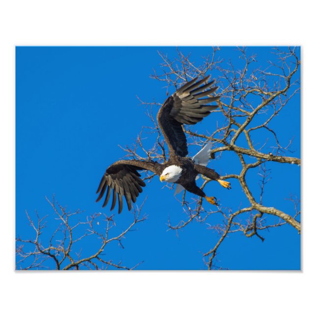 Impression Photo Boulon d'aigle (Devant)