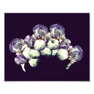 Impression Photo Bouquet de fleurs d'Iris 8x10