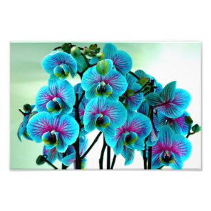 Impression Photo Bouquet de fleurs d'orchidée bleue