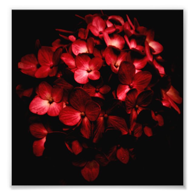 Impression Photo Bouquet de fleurs rouges en noir Arrière - plan ph (Devant)