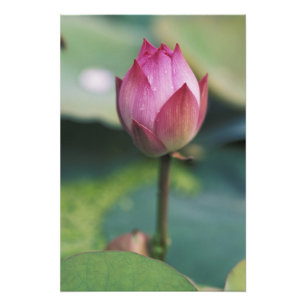 Impression Photo Bourgeon de fleur de lotus, Hangzhou, province de