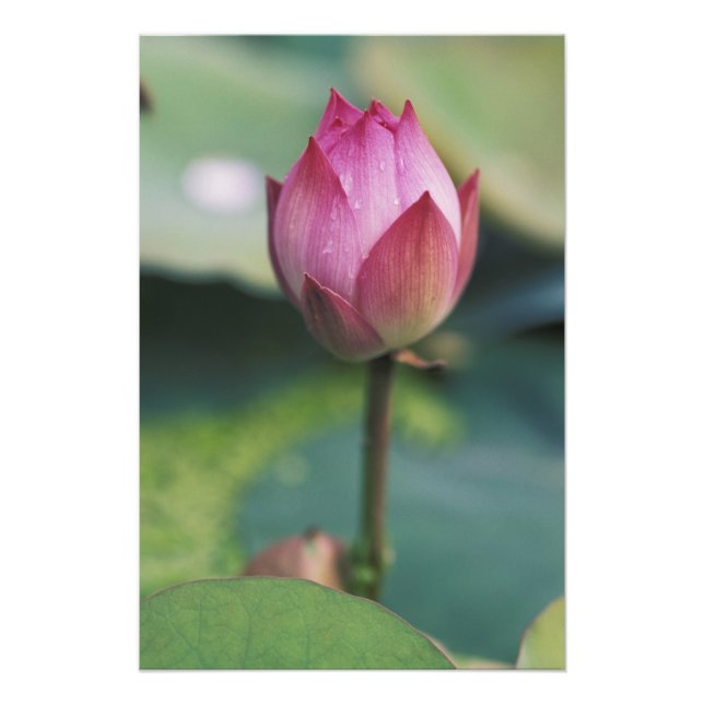 Impression Photo Bourgeon de fleur de lotus, Hangzhou, province de  (Devant)
