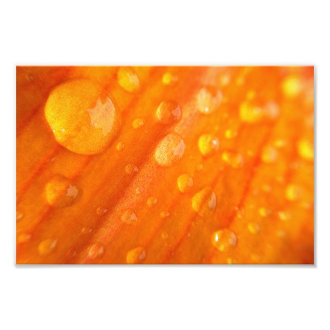 Impression Photo Boutons Sur Fleur Orange Lumineuse (Devant)