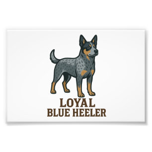 Impression Photo Bouvier Australien Fidèle Blue Heeler