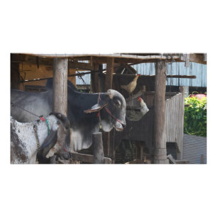 Impression Photo Bovins et poulets au Cambodge
