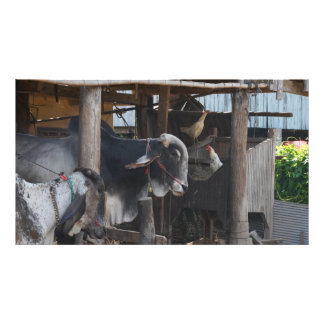 Impression Photo Bovins et poulets au Cambodge