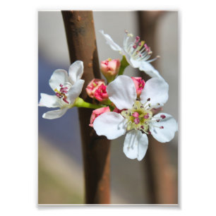 Impression Photo Bradford Pear