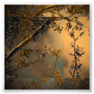 Impression Photo Branche de l'arborescence