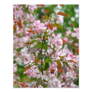 Impression Photo Branche délicate avec fleurs pommier