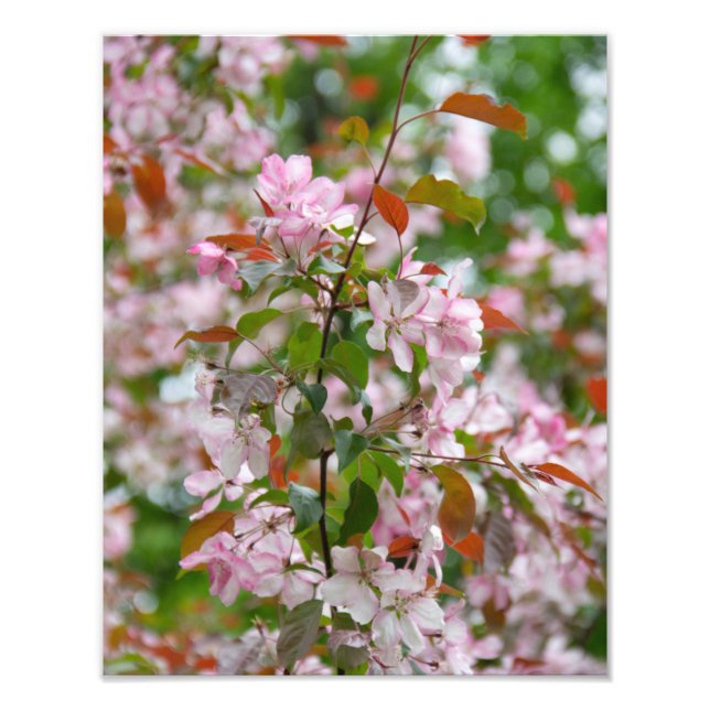 Impression Photo Branche délicate avec fleurs pommier (Devant)
